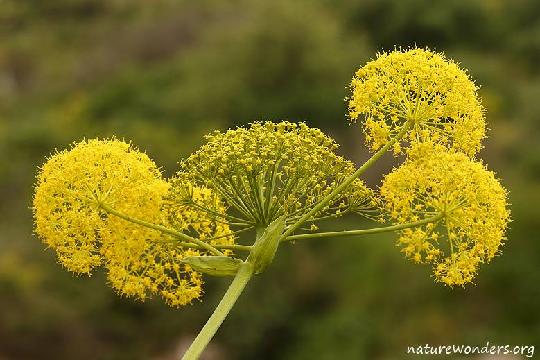 La Ferula